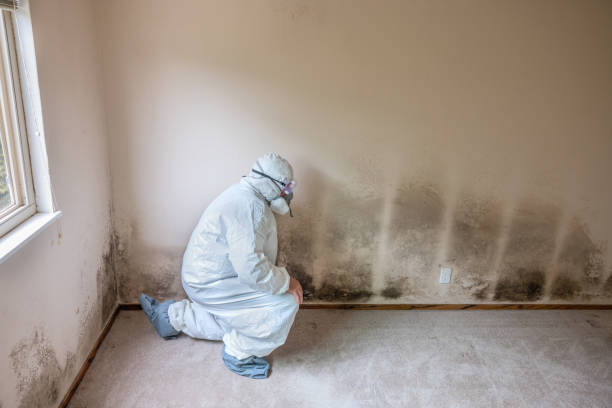 Best DIY Mold Remediation in Shepherdstown, WV